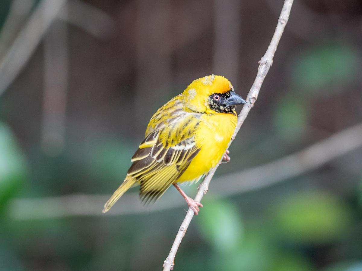 Seven Villa Hotel & Spa Йоханесбург Екстериор снимка Yellow-throated spiny-billed finch