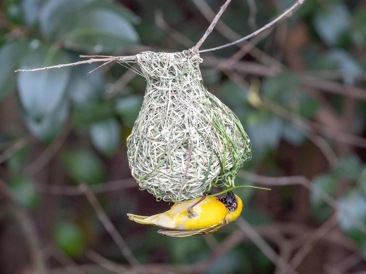 Seven Villa Hotel & Spa Йоханесбург Екстериор снимка Male hanging from a nest