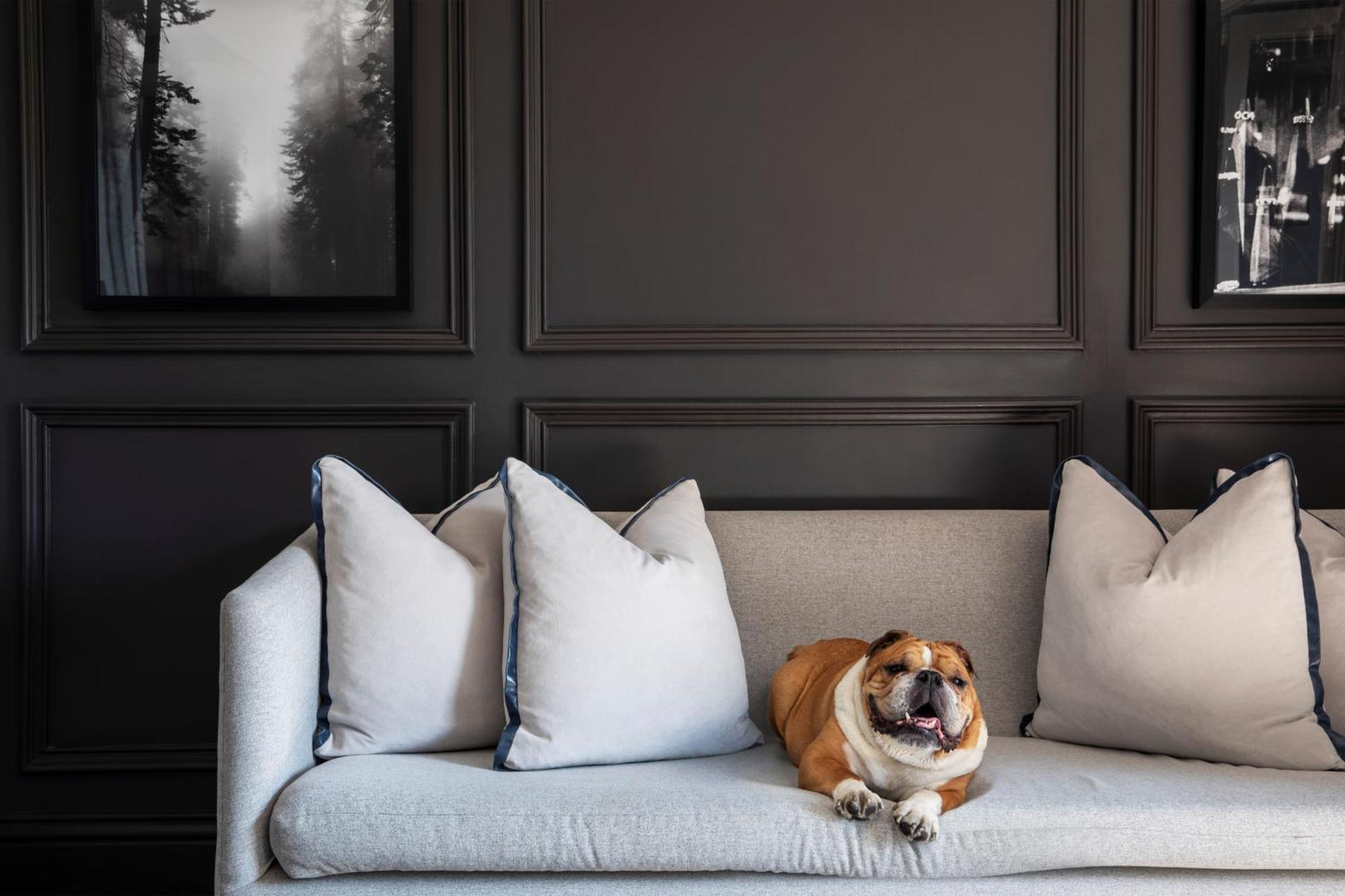 Seven Villa Hotel & Spa Йоханесбург Екстериор снимка A dog on a sofa
